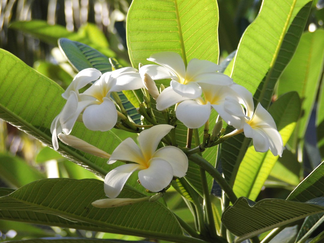 283   Fiji